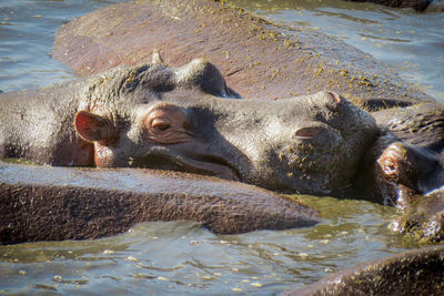High angle view of hippopotamuses swimming in lake