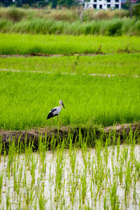 Bird on a field