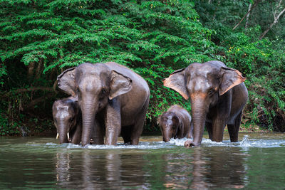 Elephant family in a forest with the river on the way.