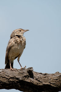 Low angle view of bird perching on rock against sky