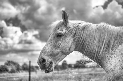 Horse in the field