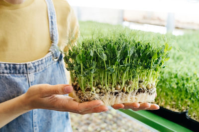 Woman holding box with microgreen, small business indoor vertical farm closeup of vitamin fresh food