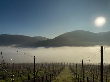 Scenic view of vineyard against sky