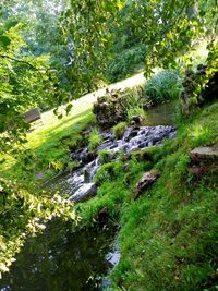 Stream flowing through rocks in forest