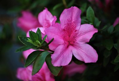 Close-up of pink flowering plant