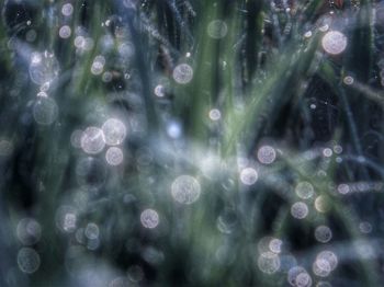 Close-up of water drops on leaf