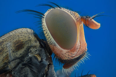 Close-up of hat against blue background