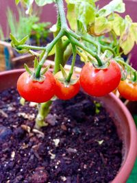 Close-up of red tomatoes growing on plant