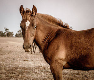 View of a horse on field