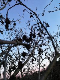 Low angle view of bird perching on tree against sky