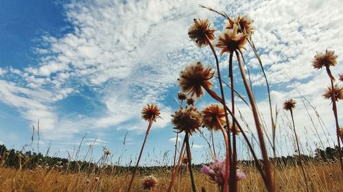Close-up of flowering plants on field against sky