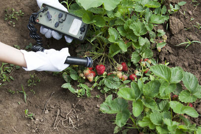 Cropped hands of person examining strawberry growing in farm