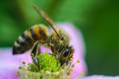 Close-up of bee on purple flower