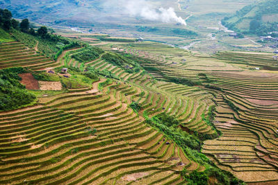 Aerial view of rice paddy