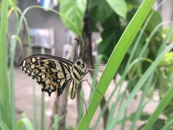 Close-up of butterfly on leaf