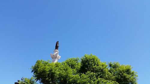 Low angle view of eagle on tree against clear blue sky