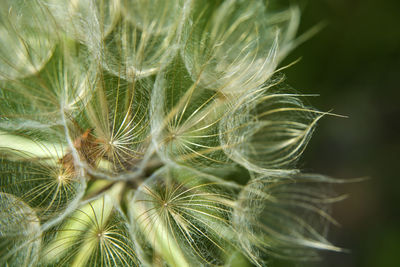 Close-up of white dandelion on plant