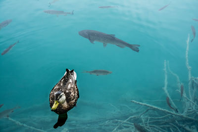 High angle view of fish swimming in sea