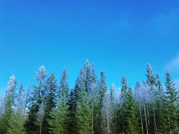 Panoramic view of trees against blue sky