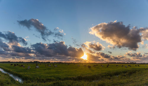 Cows grazing on field against sky