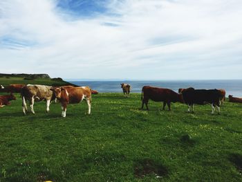 Cows grazing on field against sky