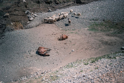 High angle view of a dog