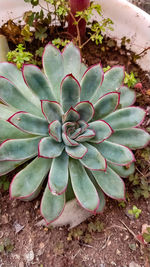 High angle view of succulent plant on field