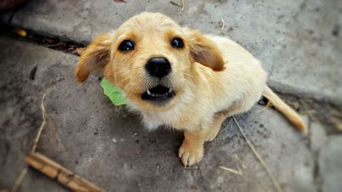 High angle portrait of puppy on street