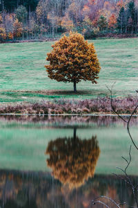 Tree by lake during autumn