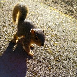 Close-up of squirrel