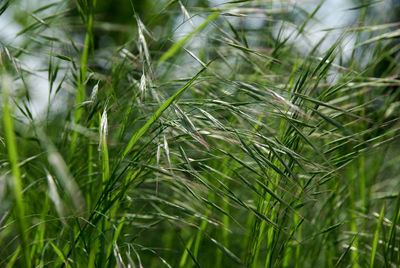 Full frame shot of crops growing on field