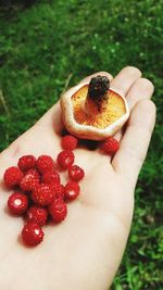 Cropped hand of person holding strawberries and mushroom