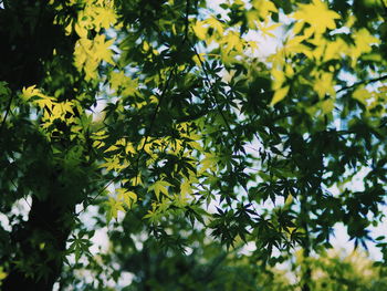 Close-up of yellow flowers growing on tree