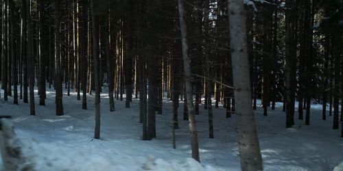 Trees in forest during winter