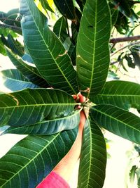 Close-up of green leaves on plant