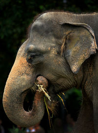 Close-up of elephant