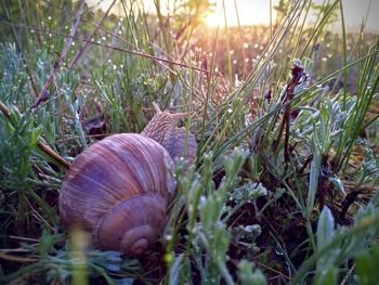Close-up of sheep on field