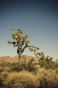 Tree in desert against clear sky