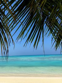 Palm tree on beach against clear blue sky