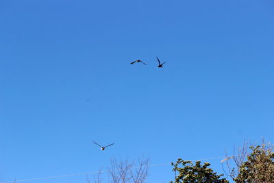 Low angle view of birds flying in sky