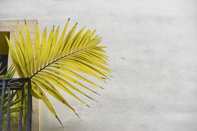 Low angle view of palm leaves at building balcony 