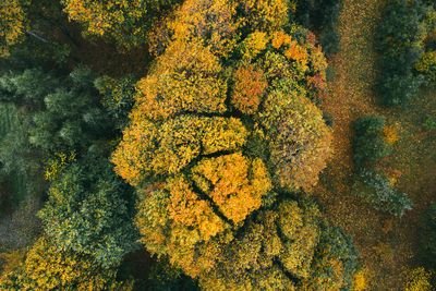 High angle view of yellow flowering plant