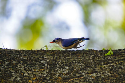 Side view of velvet-fronted nuthatch perching on fallen tree