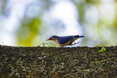 Bird perching on railing