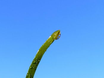 Low angle view of plant against clear blue sky