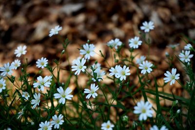 Close-up of white flowering plants