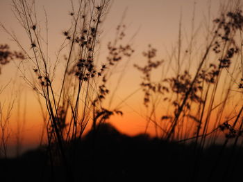 Close-up of silhouette plants on field against orange sky