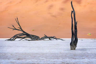 Deadvlei valley in namibia