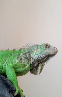 Close-up of lizard that i took when i studied at manado two years ago.