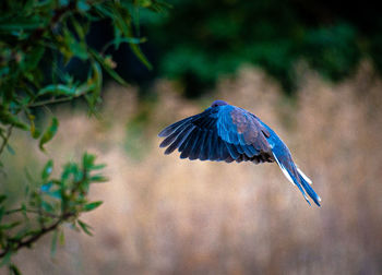 Close-up of bird flying